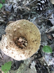 Turbinellus kauffmanii