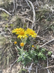 Senecio arniciflorus