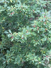 Ilex mucronata image