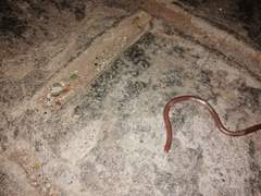 Xerotyphlops vermicularis