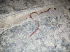 Xerotyphlops vermicularis