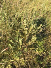 Chamaecytisus ruthenicus