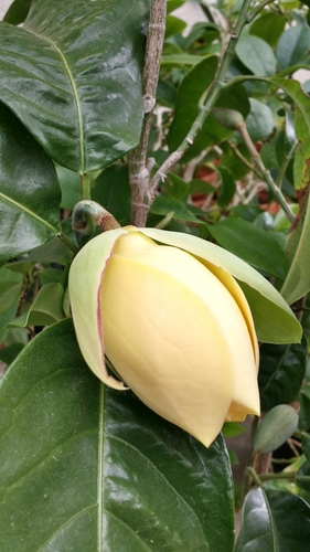 Egg magnolia (Magnolia liliifera)