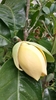 Magnolia liliifera - Photo (c) KaffirLemon, some rights reserved (CC BY-SA)