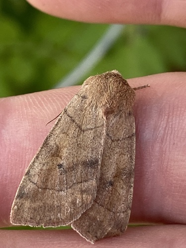Smoked Sallow photo 3