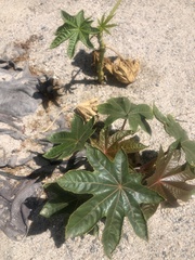 Ricinus communis