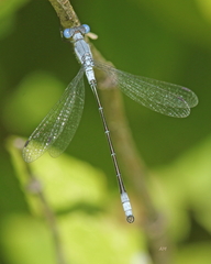 Lestes forcipatus