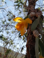 Prosthechea karwinskii