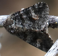 Litocala sexsignata