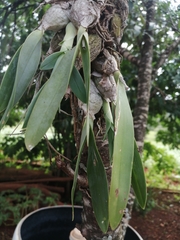 Prosthechea karwinskii