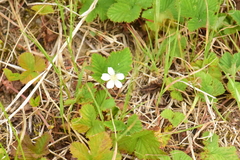 Fragaria cascadensis