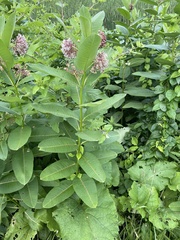 Asclepias syriaca