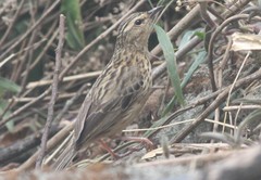 Anthus nilghiriensis