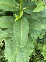 Asclepias syriaca