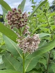 Asclepias syriaca
