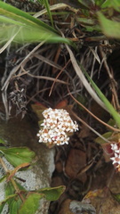Crassula setulosa setulosa