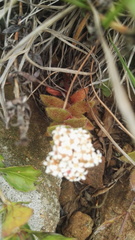 Crassula setulosa setulosa