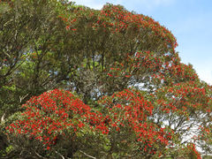 Metrosideros umbellata