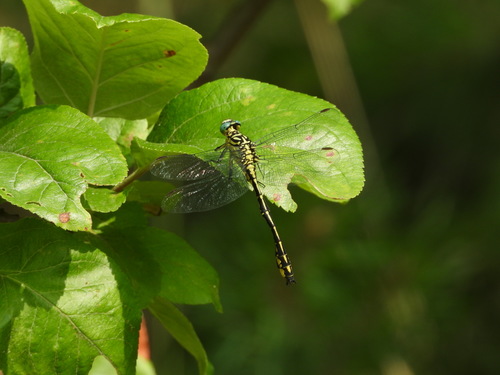 Geltonkojis žirgelis
