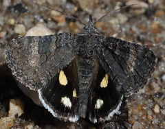 Litocala sexsignata