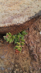 Crassula setulosa setulosa