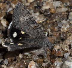 Litocala sexsignata