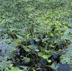 Pontederia cordata