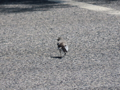 Motacilla alba