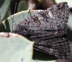 Litocala sexsignata