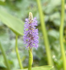 Pontederia cordata