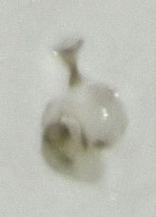 Ptinella acaciae