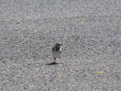 Motacilla alba