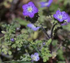 Nemophila pulchella