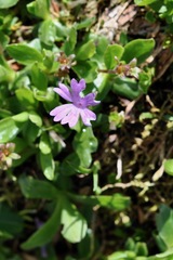 Primula integrifolia