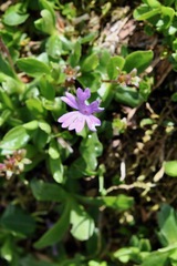 Primula integrifolia