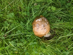 Amanita dryophila