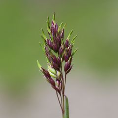 Poa alpina vivipara