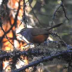 Montecincla fairbanki