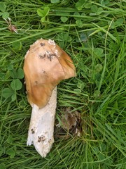 Amanita dryophila