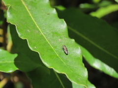 Agrilus derasofasciatus