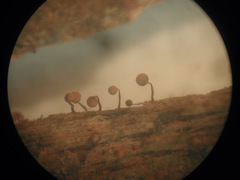 Cribraria intricata