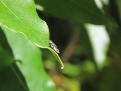 Agrilus derasofasciatus