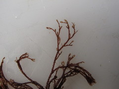 Ceramium virgatum