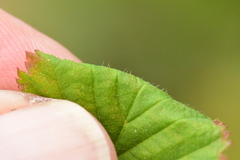 Fragaria cascadensis