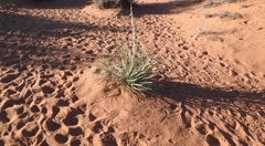Yucca angustissima