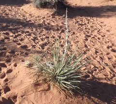 Yucca angustissima