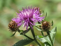 Centaurea macroptilon
