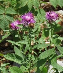 Centaurea macroptilon