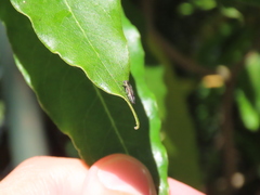 Agrilus derasofasciatus