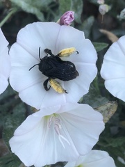 Melissodes bimaculatus